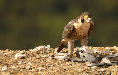 Halcon peregrino con presa en el campo