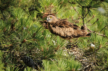 Un aguila culebrera en el nido con una presa alimenta a su pollo