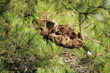 Un aguila culebrera en el nido con una presa alimenta a su pollo