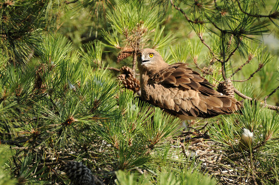 Un aguila culebrera en el nido con una presa alimenta a su pollo