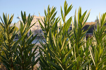 Fototapeta premium Some green leafs growing in the city, with blurred background. 