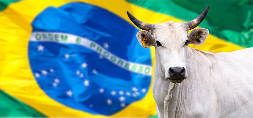 Agribusiness - Nellore cattle and Brazil Flag blurred in the background - Selective focus.