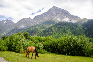 Plakat horses in the mountains