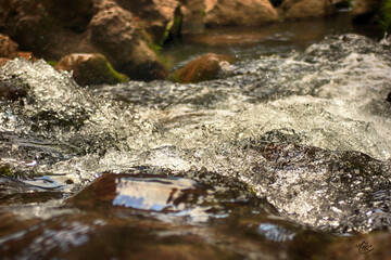 water flowing in the forest