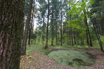 green ooze swamp pond with trees, branches, yellow leaves and narrow trail path road leading to the woods. Meshersky forest park. Moscow, Russia