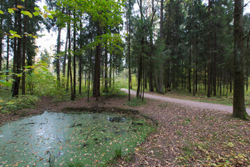 green ooze swamp pond with trees, branches, yellow leaves and narrow trail path road leading to the...