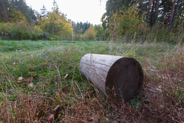 firewood log lying on a dry and green grass and leaves surface with a trees forest in he background Meshersky forest park. Moscow, Russia