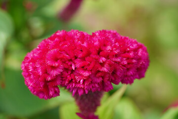 Close up Cockcomb flower with blur background