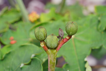 Close up seeds of Buddha belly plant on blur background.