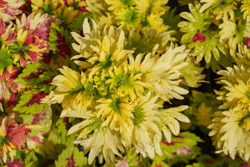 Close up Coleus or Painted Nettle leaves background.