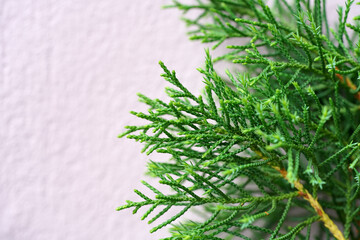 Close up Italian Cypress, Pencil Pine leave with blur wall background.