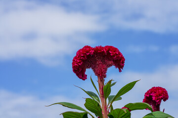 Close up Cockcomb flower with sky background.