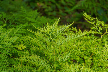 Close up Spike Moss leaves.