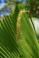 Close up palm flower with blur background.