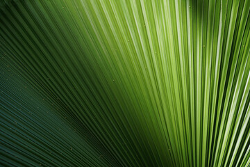 Close up palm leaf background.