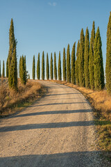 dirt road and cypress trees in tuscany, italy
