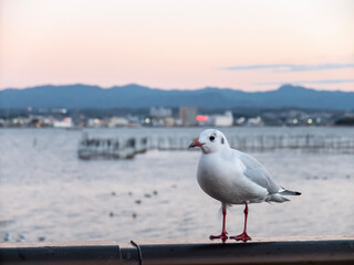 冬の琵琶湖にユリカモメ