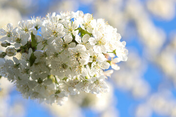 Branches white flowers green leaves blue sky background close up. Close-up cherry blossom.  Beautiful cherry blossom. Spring orchard. Summer sunny day nature. Floral border frame, copy space