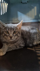 Frightened gray kitten in pet carrier