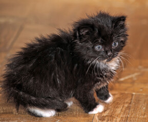 cute black and white fluffy kitten