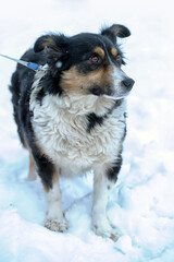 small tricolor mongrel dog in the snow