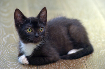 black kitten with white cute  little kitten