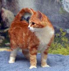 cute red with white young cat