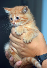 Fototapeta premium small ginger kitten with sore eyes