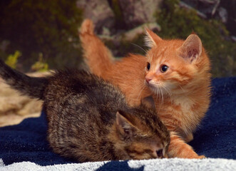 Fototapeta na wymiar two little kittens - brown and red