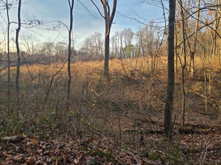 morning in the forest