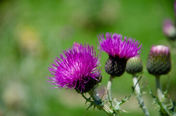 flower of a thistle