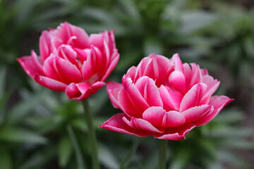 Flowers .Pink tulip. Top view of beautiful pink petal of tulip flower with green leaves of flowers in the background with copy space. Tulip flower with green leaf background for postcard decoration. 