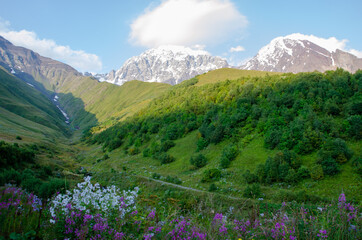 meadow with flowers