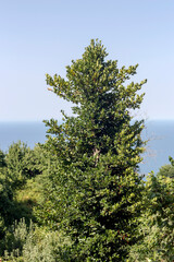 Evergreen plant (Ilex aquifolium) growing against the background of the sea close-up