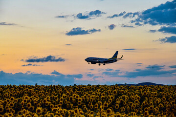 Fototapeta na wymiar sunflower field at sunset