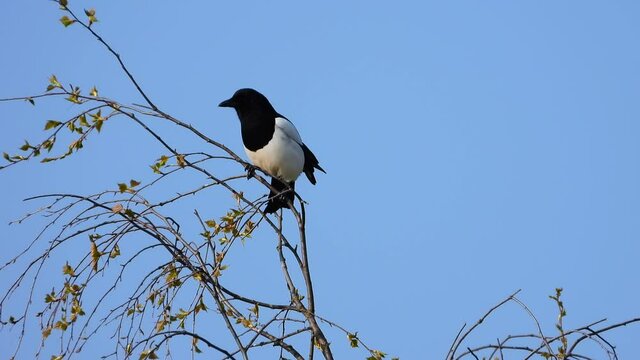 Elster (Pica pica)