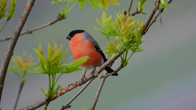 Gimpel&nbsp;(Pyrrhula pyrrhula)