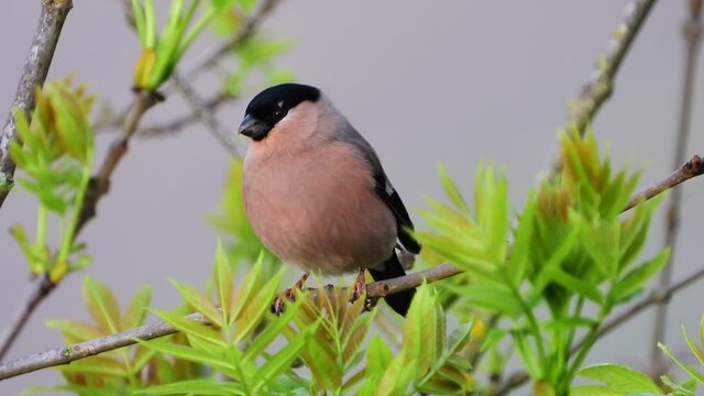 Gimpel&nbsp;(Pyrrhula pyrrhula)