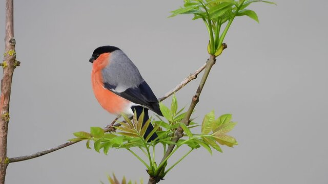 Gimpel&nbsp;(Pyrrhula pyrrhula)