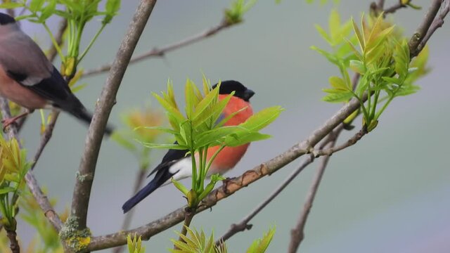 Gimpel&nbsp;(Pyrrhula pyrrhula)