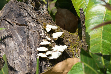 Mushroom grown on the tree trunk