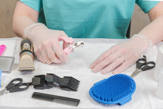 Groomer Woman Is Combing The Wool Of A Yorkshire Terrier Dog With A Rubber Massage Brush. Care For Pedigree Dogs, Getting Rid Of Tangles, Hygiene Procedures, Grooming