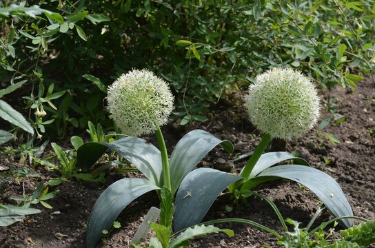 Blooming ornamental onion, Allium karataviense 'Ivory Queen'