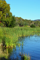 landscape with lake