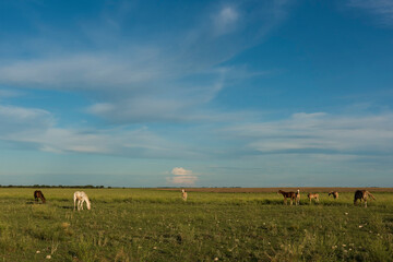 Horse silhouette at sunset, in the coutryside, La Pampa, Argentina.