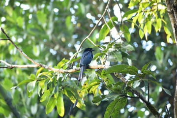 A black bird with two tails sitting on the tree branches