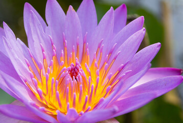 Close up of violet water lily (Lotus)