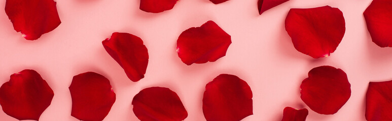 top view of red rose petals on pink background, banner.