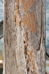 Traces of termites eat on old wood