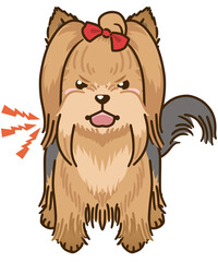 威嚇するヨークシャーテリア（フルコート）